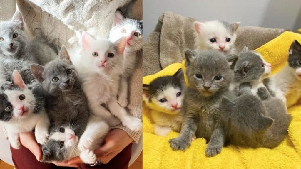 6 chatons orphelins sauvés in extremis par des bons Samaritains