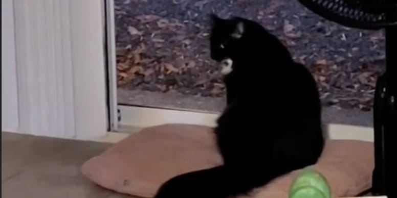 CHAT ATTEND DEVANT FENÊTRE : INCROYABLE CE QUI SUIT