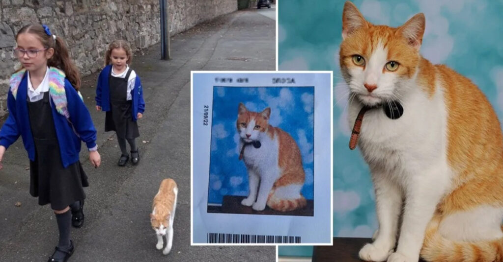 CHAT-PHÉNOMÈNE : Ce félin irrésistible fascine tous les élèves de l’école