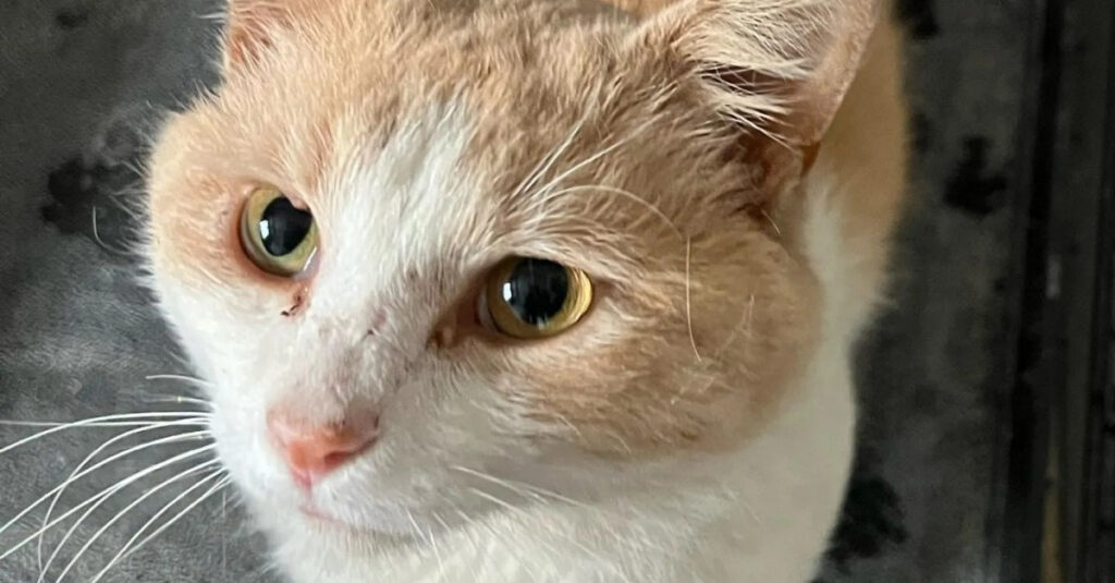 Chat FIV cherche refuge : son incroyable histoire d’adoption à découvrir !