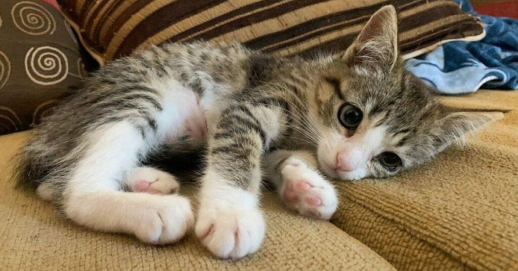 Chaton timide transformé en confidentiel après l’amour de sa famille d’accueil – émouvant!