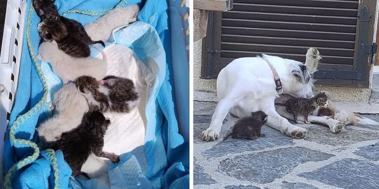 Chatons abandonnés trouvent une incroyable maman en plein soleil ! 😱🐱