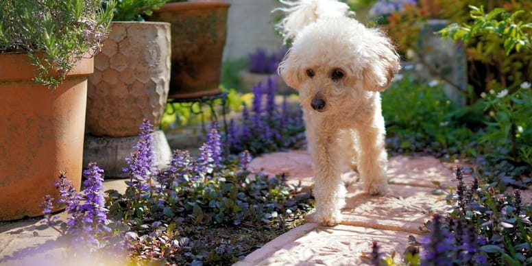 Chien : Son geste inattendu entraîne une amende de 288$!