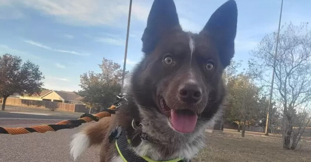 Chien abandonné sauve la vie de sa bienfaitrice après des années de négligence !