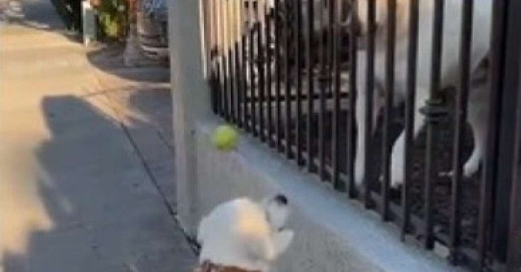 Chien et chienne : leur rencontre émouvante à travers une clôture