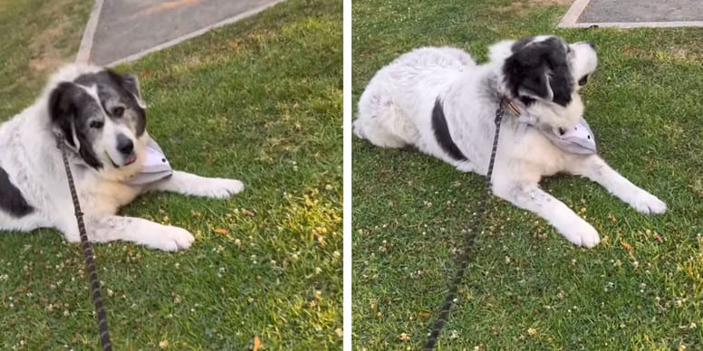 Chien têtu refuse de rentrer dans la voiture : regarder comment elle y arrive! 🐶🚗