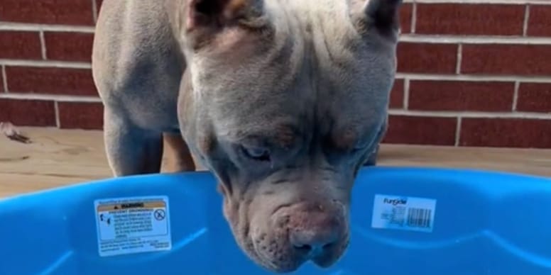 Incroyable : Un chien géant surprend deux intrus dans sa piscine – La réaction de 5M de personnes est incroyable (vidéo)