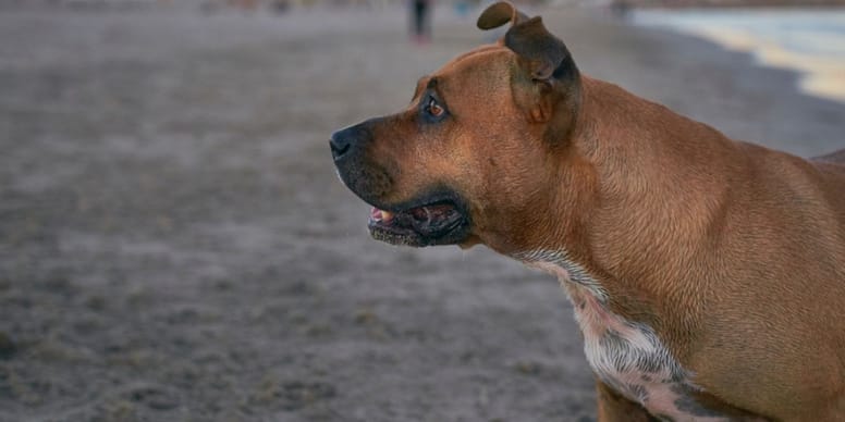 JEUNE FILLE DE 14 ANS MANQUE DE SE FAIRE ENLEVER : CE CHIEN HÉROS L’EMPÊCHE !