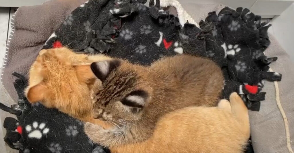 Jeune lynx élevé par une chatte : une incroyable histoire de survie et d’adoption