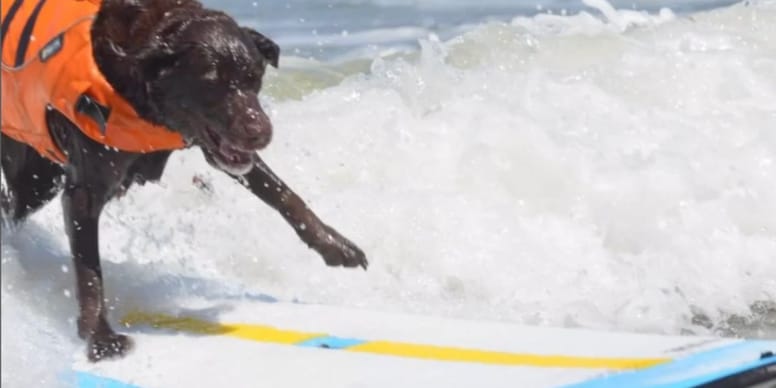 Labrador retriever sacré champion du surf en Californie !