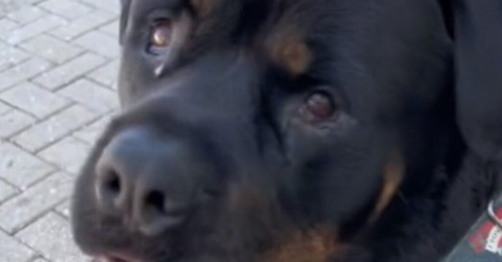 REGARDEZ : Ce chien supplie sa petsitter de le laisser plonger dans la piscine… Et vous n’allez pas croire ce qu’il se passe ensuite! 🐶🏊‍♂️