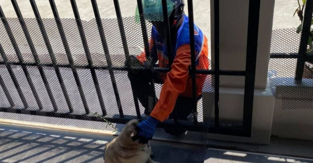 Rencontre bouleversante entre un chien et un livreur : la femme se bat pour retrouver le compagnon de son Carlin