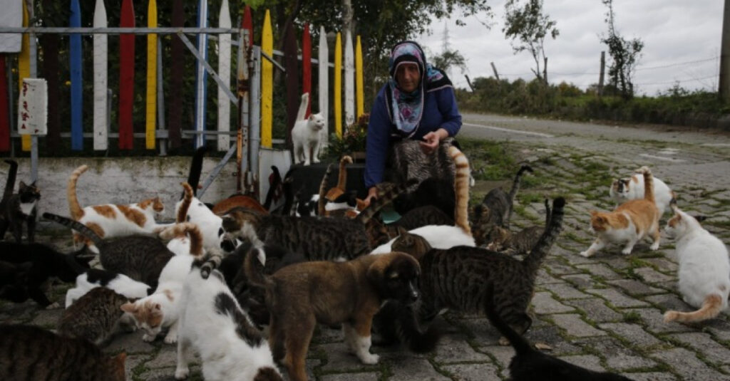 Sauvetage incroyable : une femme au grand cœur recueille des dizaines de chats errants !