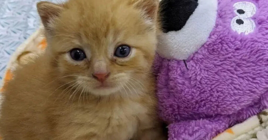 Un chaton abandonné devient le héros des nouveaux venus dans un refuge