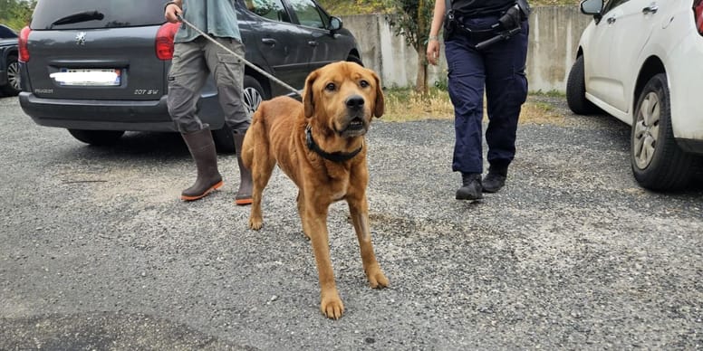 Urgent : chien abandonné depuis un an, découvert dans une cave sombre – les autorités interviennent