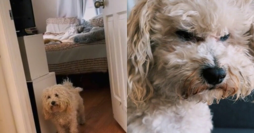 VIDÉO : ce Bichon montre sa colère après une dispute épique avec son frère canin