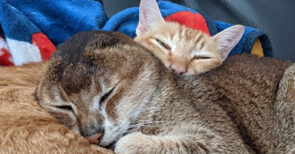 Vidéo : Un chat opéré des oreilles retrouve le bonheur grâce à une nouvelle amitié féline!