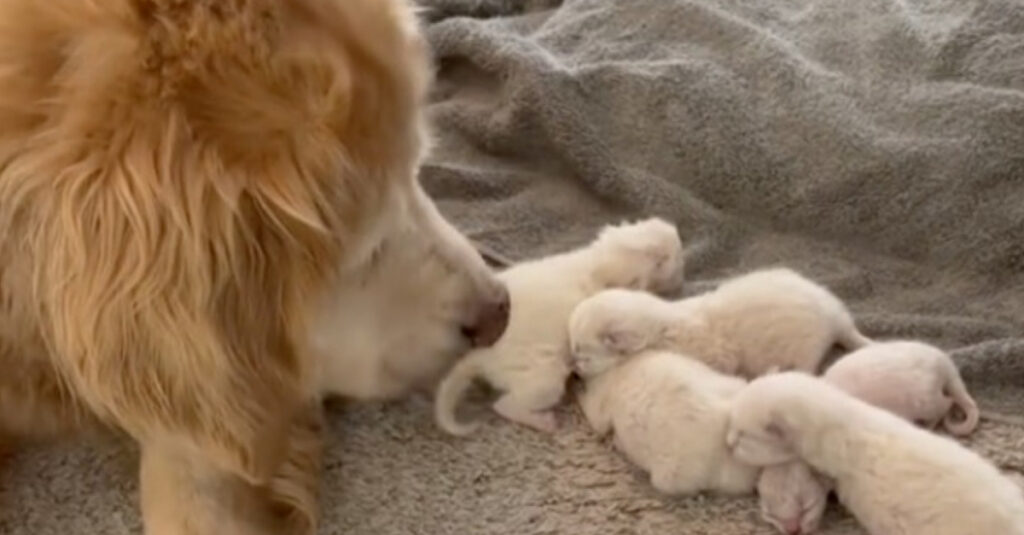 Chienne devient mère de substitution pour chatons !