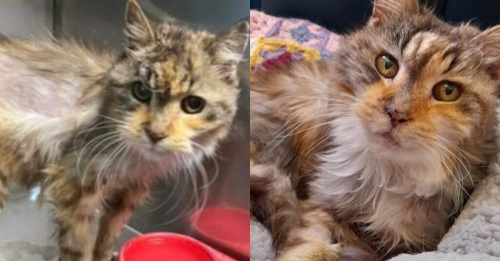 Bénévoles déterminés à offrir une fin de vie parfaite à une chatte de 22 ans au refuge