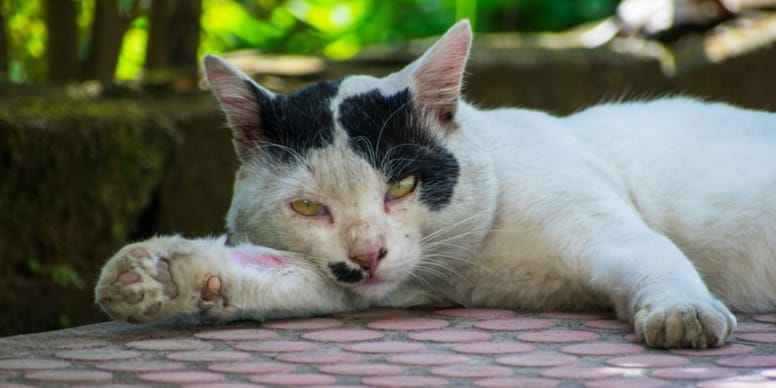 Chat décédé en vacances : incinéré puis info choquante !