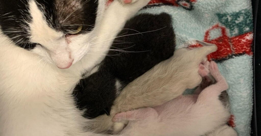 Chatons en détresse : le sauvetage tourne au cauchemar quand leur maman disparaît!