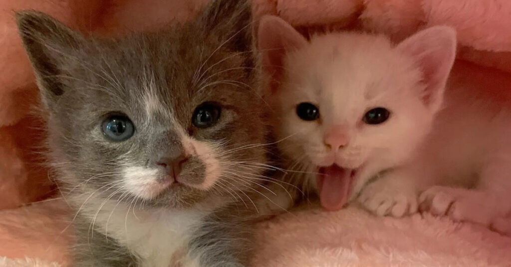 Chatons sauvés en danger : Leur incroyable lien de survie les unit à jamais