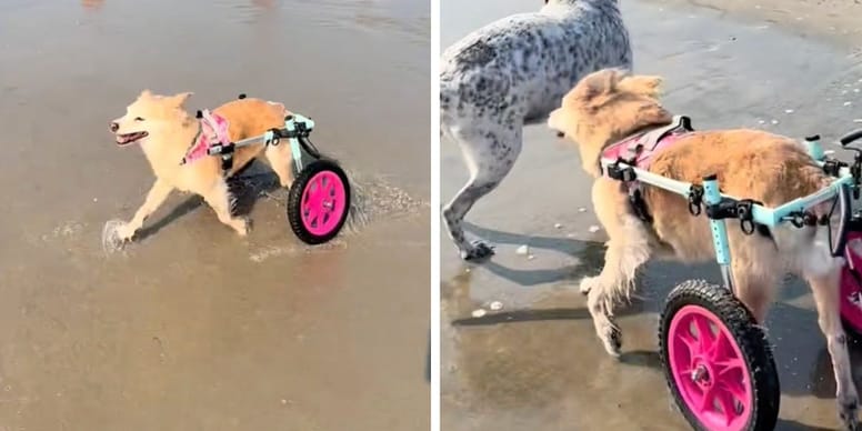 Chien handicapé étonne tous sur la plage en se débarrassant de son chariot dès l’arrivée (à voir)