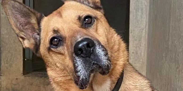 Chien maltraité : va-t-il enfin trouver une famille après 5 ans d’isolement ?