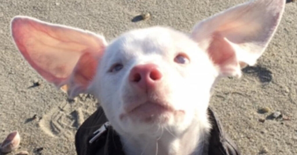 Chien sourd et aveugle transformé en mini-cochon : incroyable transformation !