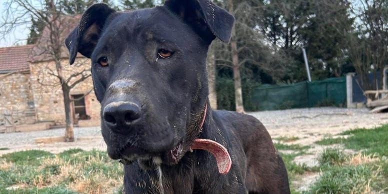 Chienne cherche famille idéale après avoir vécu un calvaire