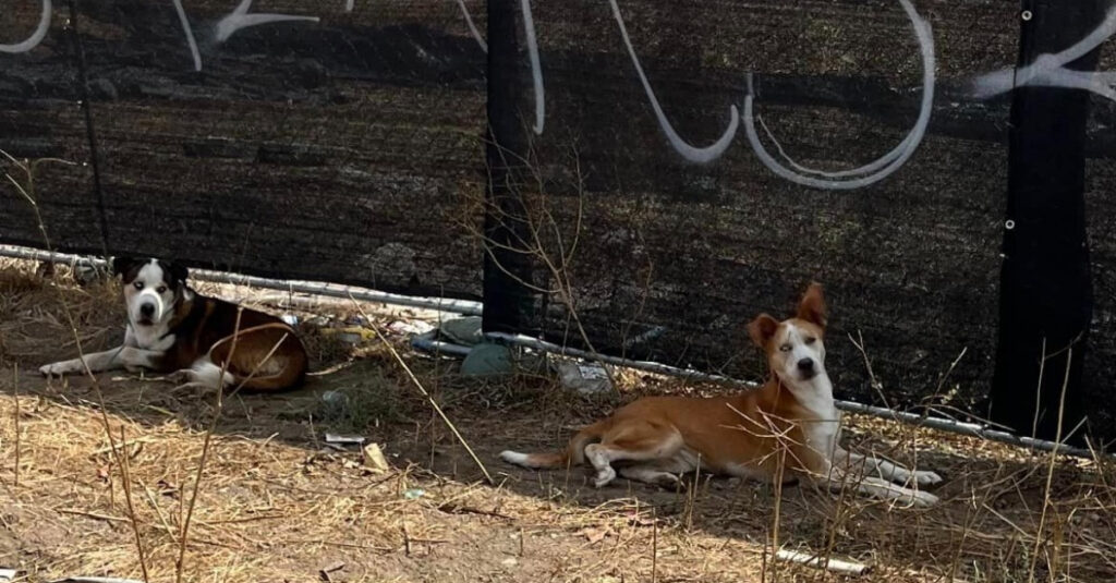 Chiens inséparables : cette incroyable histoire d’abandon et de résilience va vous émouvoir !