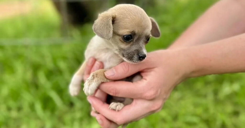 Chiots abandonnés derrière un supermarché : la réaction bouleversante d’une bénévole !