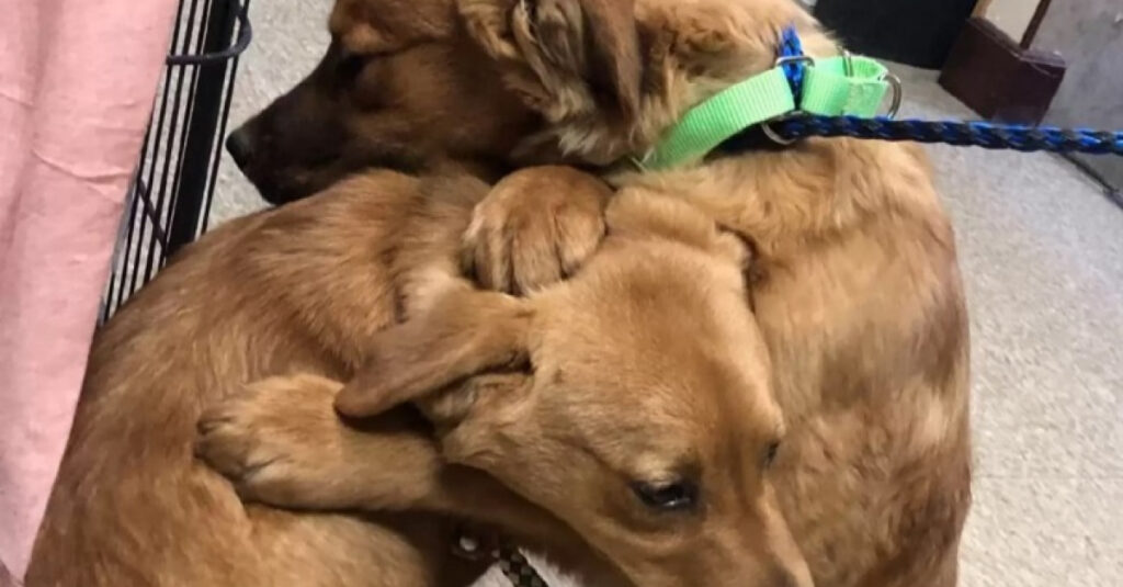 Chiots terrifiés, leur geste incroyablement émouvant va vous donner des frissons