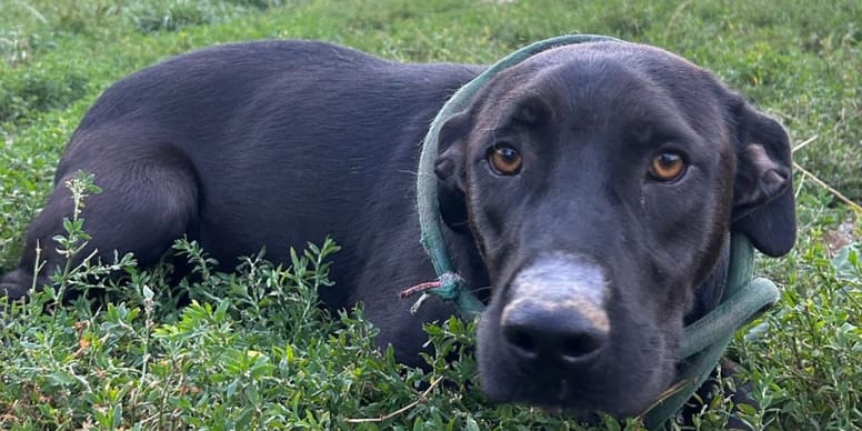 Cicatrices révélatrices : le poignant destin de cette chienne trouvée prostrée dans un box de fourrière