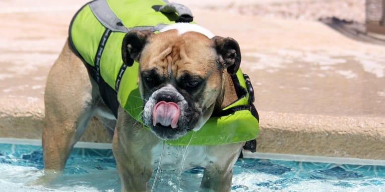 DANGER : Un chien sur le point de se noyer après être tombé dans une piscine – La vidéo choc !