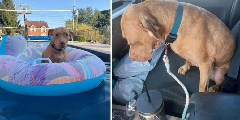 Découvrez le cadeau émouvant qui redonne espoir au chien abandonné!