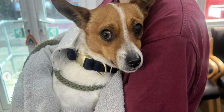 Découvrez quel terrifiant secret ce chien errant dissimule autour de son cou!