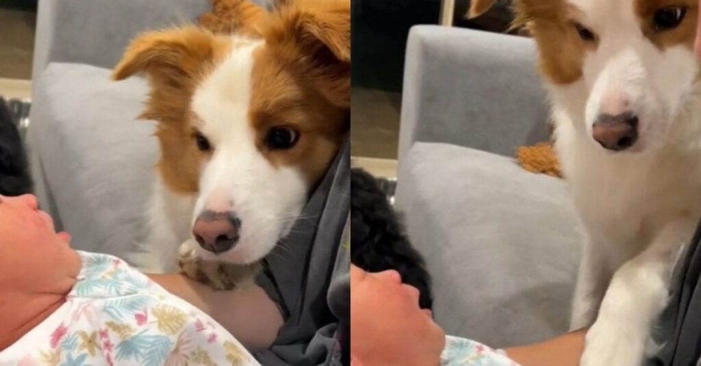 Émouvant : Découvrez la réaction incroyable d’une Border Collie envers le nouveau bébé de la famille (vidéo)