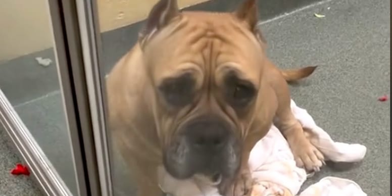 Emouvant : Découvrez le visage bouleversant de ce chien de retour au refuge (Vidéo)
