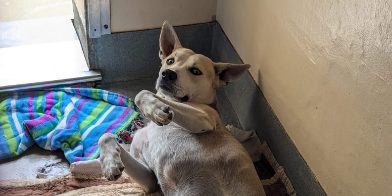 Incroyable : les soignants offrent un oreiller à un chien, vous n’allez pas croire ce qui s’est passé ensuite !