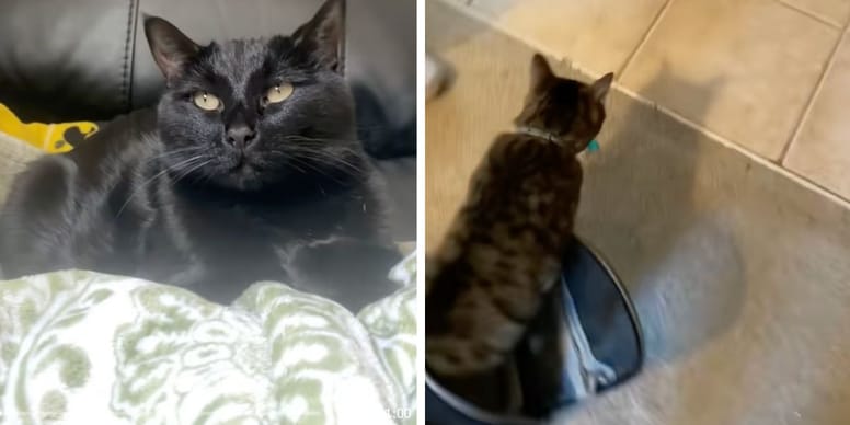 Incroyable réaction d’une chatte en retrouvant son frère ! (vidéo)