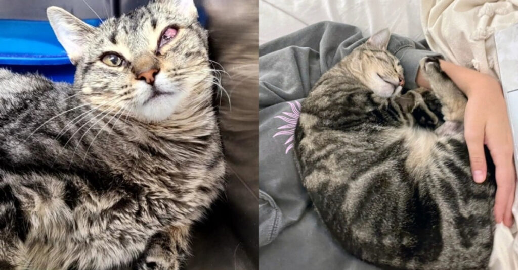 Sauvetage miraculeux : une chatte abandonnée sauvée de la mort par des bénévoles ! 🐱🙏