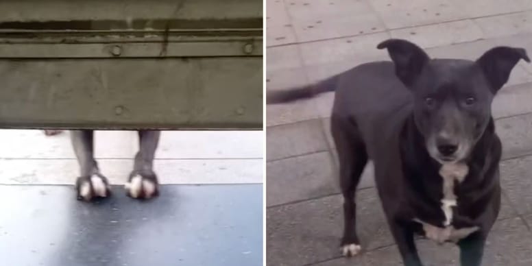 VIDEO : Le chien le plus fidèle du monde attend tous les jours devant la clinique vétérinaire !