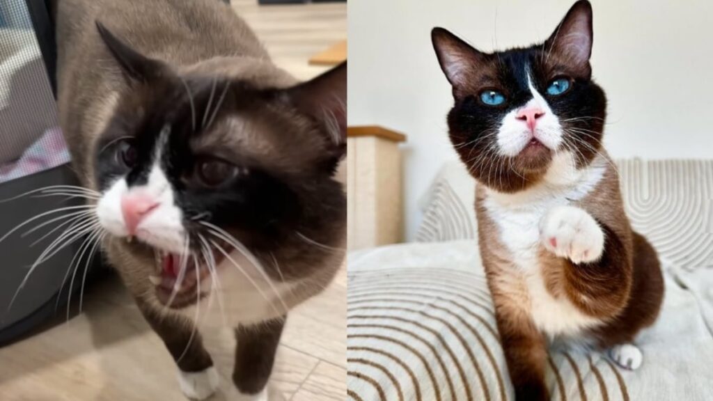 Chats: une incroyable transformation grâce à l’amour d’une femme (vidéo)