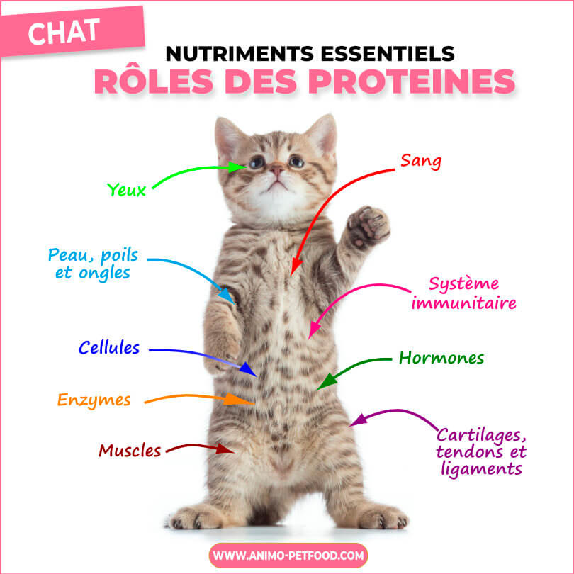 Les bienfaits des protéines animales dans l’alimentation du chat