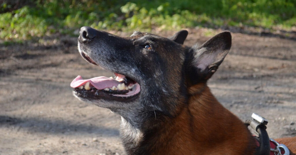 Pompiers célèbrent la mémoire de Hatos, le chien héros adoré