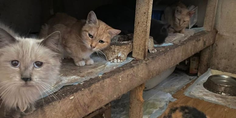 30 chats abandonnés dans une maison de 15m² en Bourgogne-Franche-Comté : le choc !