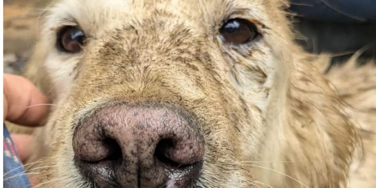 72 chiens sauvés d’un élevage clandestin du Morbihan : découvrez les images choquantes de leur sauvetage !