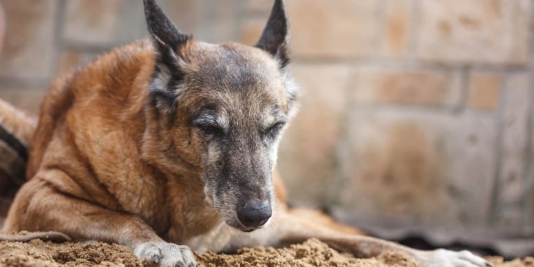 CHOC : Il abat son chien sur son balcon, vous n’allez pas croire pourquoi !