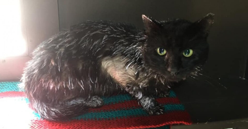 Chat sauvé in extremis après une terrible mésaventure !